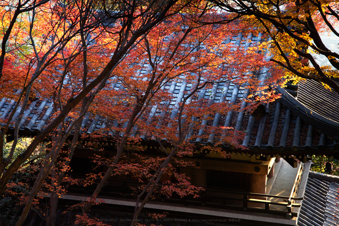 お写ん歩: SIGMA 12-24mm F4 DG HSM Artアーカイブ お写ん歩: SIGMA 12-24mm F4 DG HSM Artアーカイブ